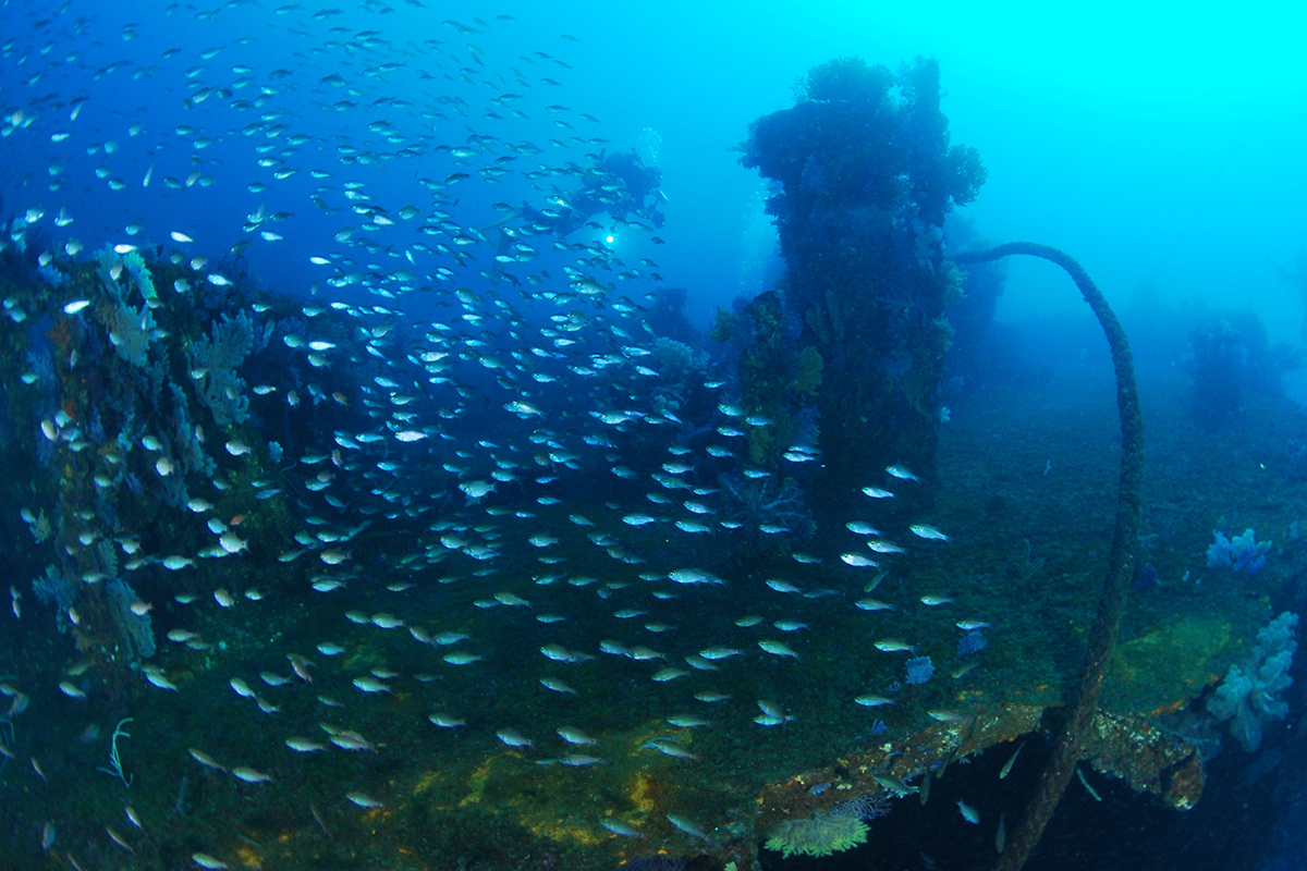 日本最大級 沈船ポイントの季節です。 | PAPALAGI BLOG