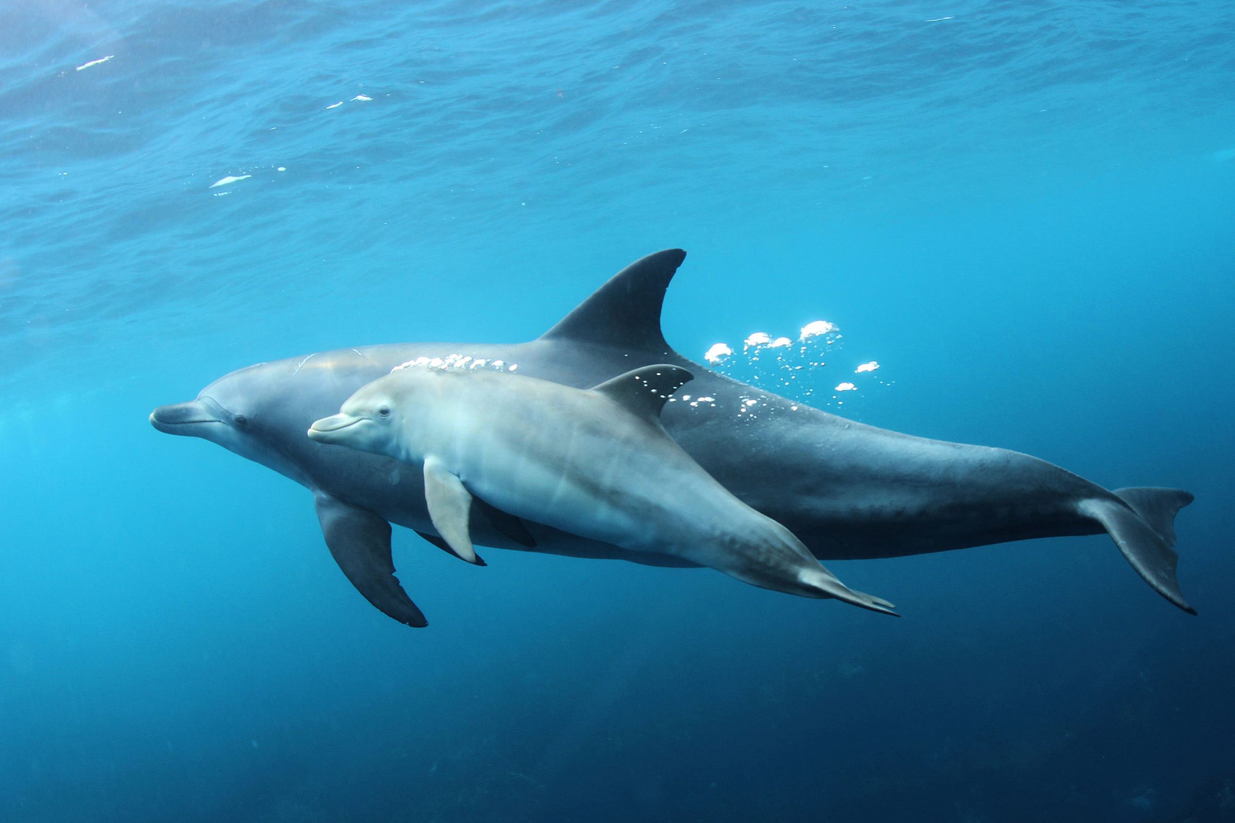 御蔵島ドルフィンスイムツアー予約開始のお知らせ