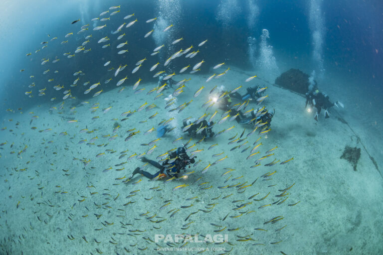 2026年1月1日元旦　初潜り