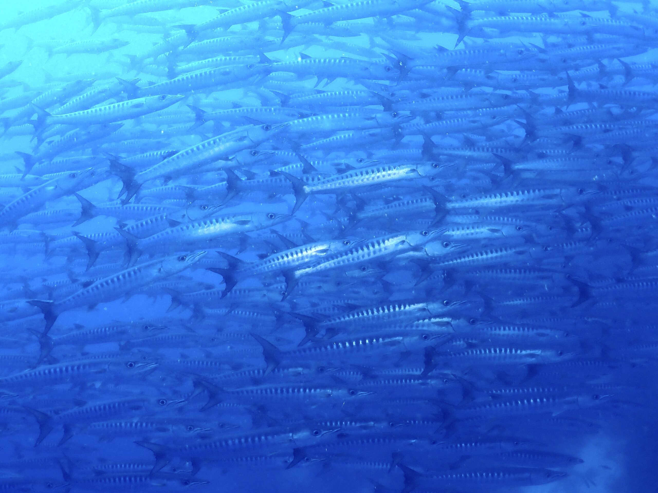 フィリピン ボホールの旅