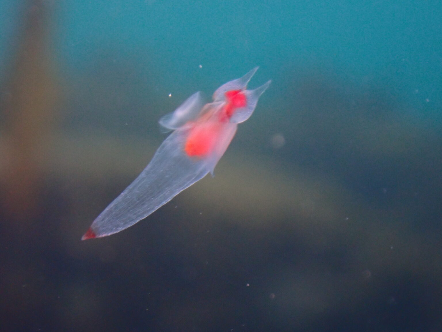 世界自然遺産知床を潜る。歩く。食べる。