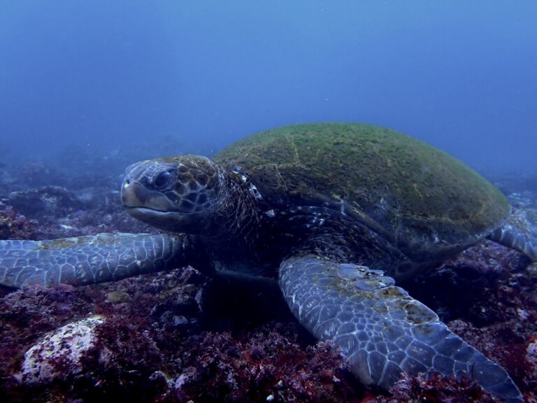 連休があったら大島へ