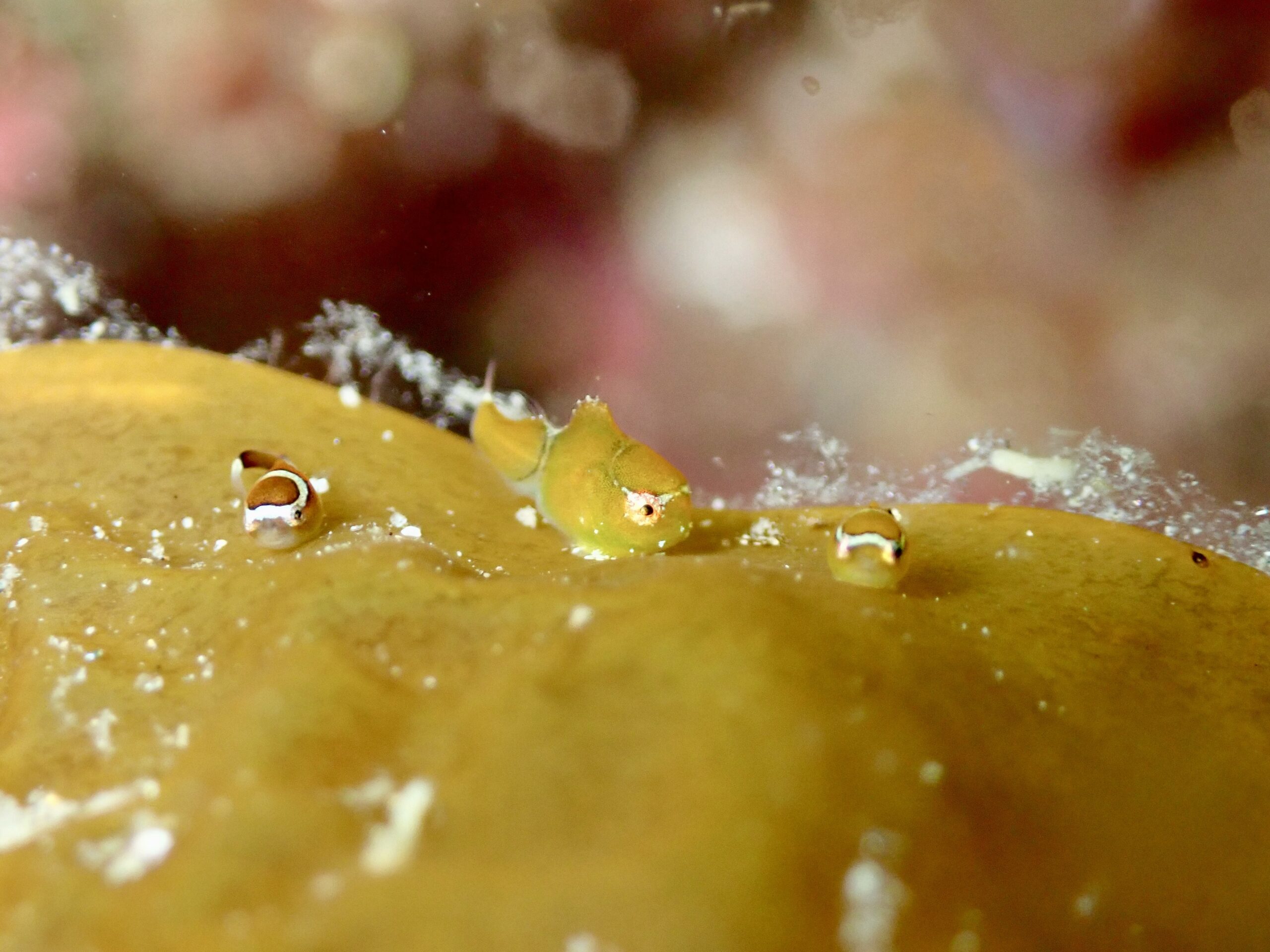 鳥取ツアーに行ってきたよ