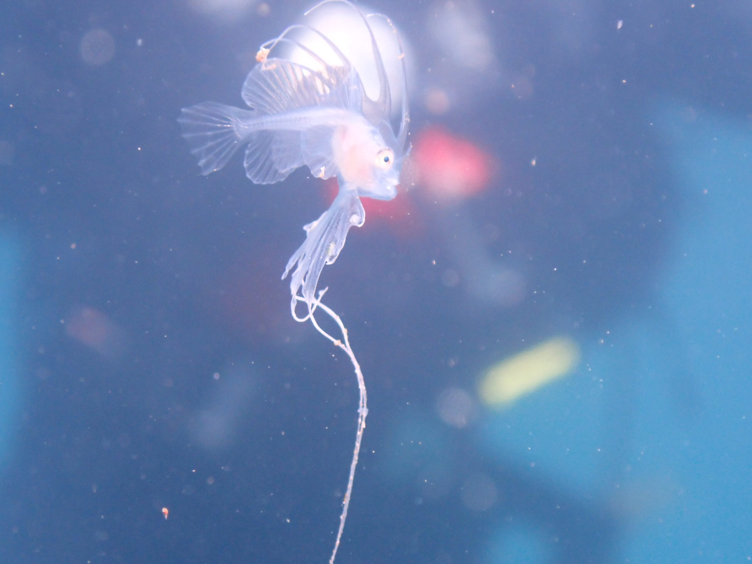 浮遊系を求めて…大瀬崎一泊