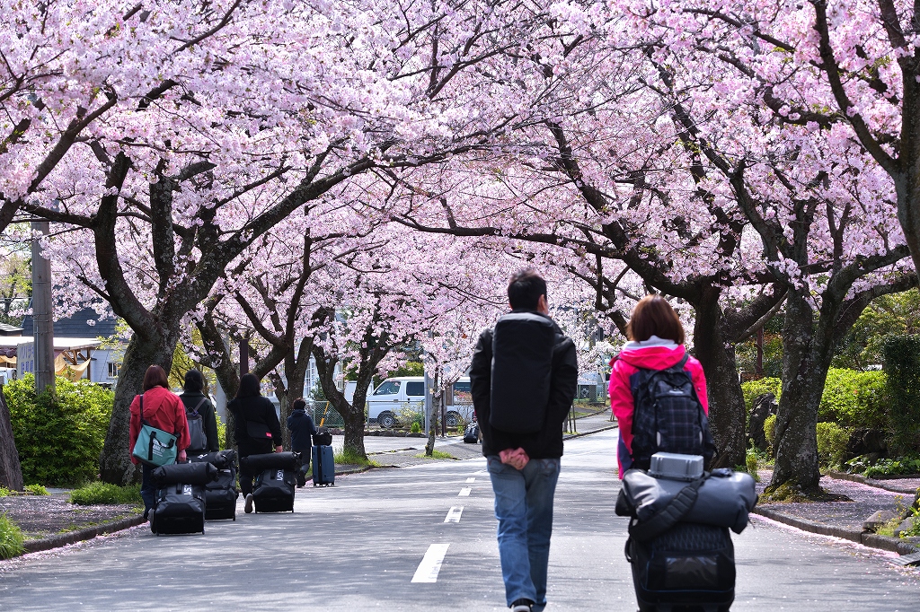 陸は桜、水中は？